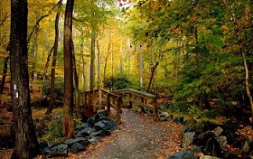 woods