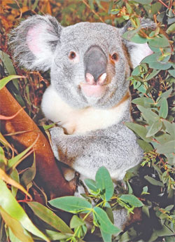 A koala perches in a tree at the San Diego Zoo in southern California. Two of their male koalas are on loan to the Indianapolis Zoo until Labor Day. Koalas are marsupials—like the kangaroo, wombat and opossum—not bears. Baby koalas are called “joeys.” Zoo staff members will order weekly shipments of eucalyptus from Florida and Arizona to feed the koalas this summer. (Submitted photo/courtesy San Diego Zoo and Indianapolis Zoo)