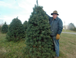 Mike Bohman stands next to a tree on his Christmas tree farm that he has run for 41 years adjacent to St. John the Evangelist Parish in Enochsburg. (Photo by Sean Gallagher)