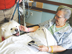 Teddy, a certified therapy dog, visits with Yvonne Casto during a recent trip to Franciscan Health Lafayette. The hospital currently has 10 certified therapy dogs and their handlers participating in its program on two campuses. (Photo by Jesica E. Hollinger)