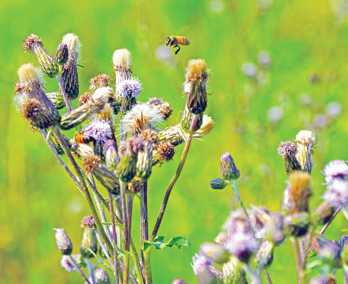 In this photo from June 12, a bee flies in search of nectar in a wildflower meadow on the campus of St. Thomas the Apostle Parish in Fortville. The meadow was a project of the parish’s Creation Care ministry as an effort to increase local biodiversity and attract pollinators like bees, birds and other insects. (Photo by Natalie Hoefer)