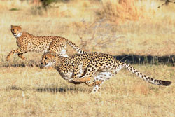 Two cheetahs race after prey or perhaps race each other to their destination. These big cats can achieve speeds of up to 70 mph in only three seconds. (Submitted photo/Mike Crowther, Indianapolis Zoo)